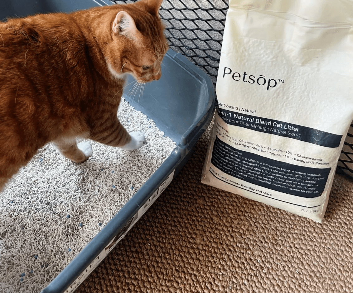 Descriptive text about the image